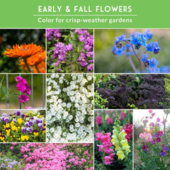 Survival Garden Seeds kale ornamental mostrando textura y color duradero
