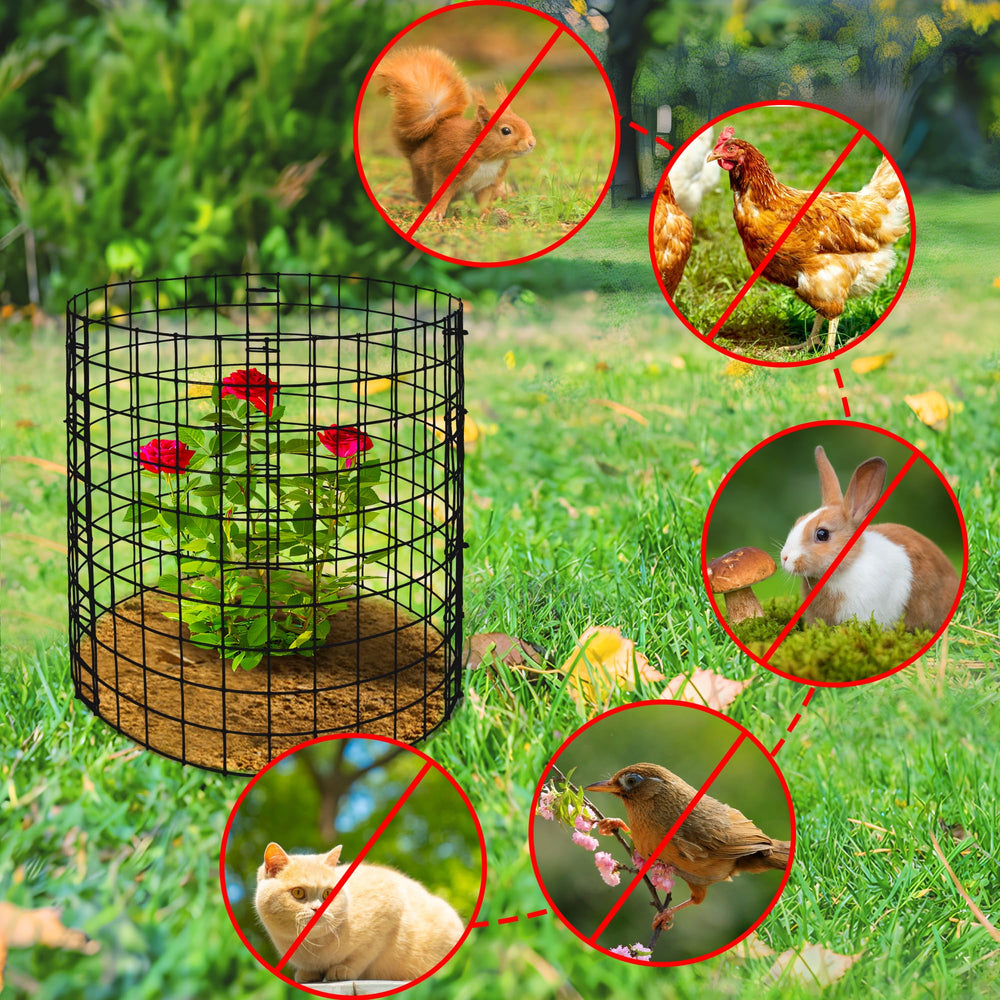 Adnee protector alrededor de rosal joven que permite crecimiento seguro
