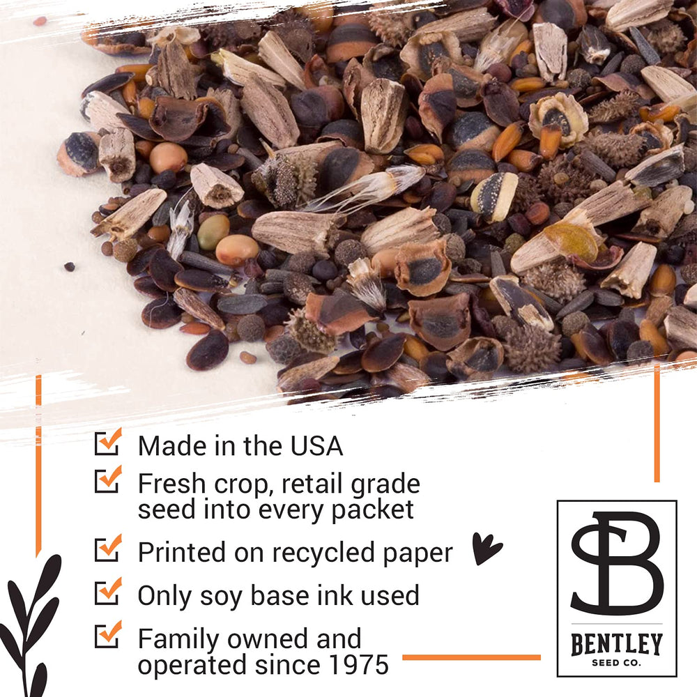 Bentley Seed Co. maceta pequeña con brotes de mostaza demostrando crecimiento rápido