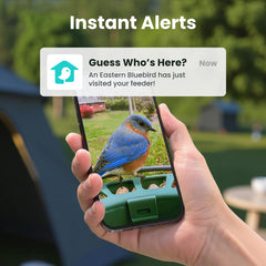 Birdfy instalado en jardín con aves alimentándose y transmisión en vivo