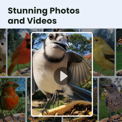 Birdfy textura de semillas en comedero, facilita identificación de visitas