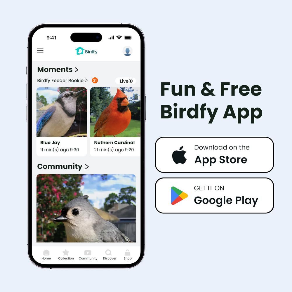 Birdfy imagen nocturna a color mostrando aves activas después del atardecer