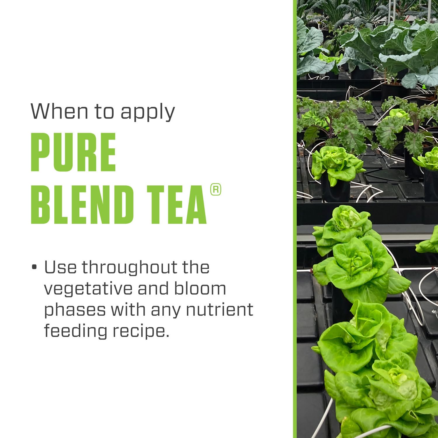 Botanicare Pure Blend Tea comparado con objeto para mostrar escala y cantidad