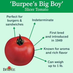 Burpee tomate Big Boy primer plano de fruto rojo con piel tersa y aroma intenso
