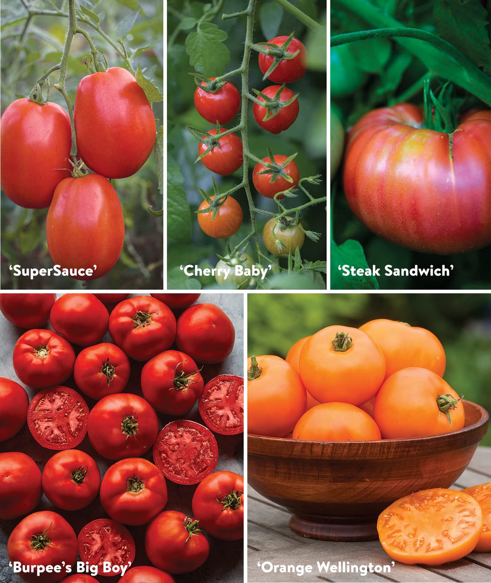 Burpee tomates de varias variedades en mesa, demuestra diversidad culinaria