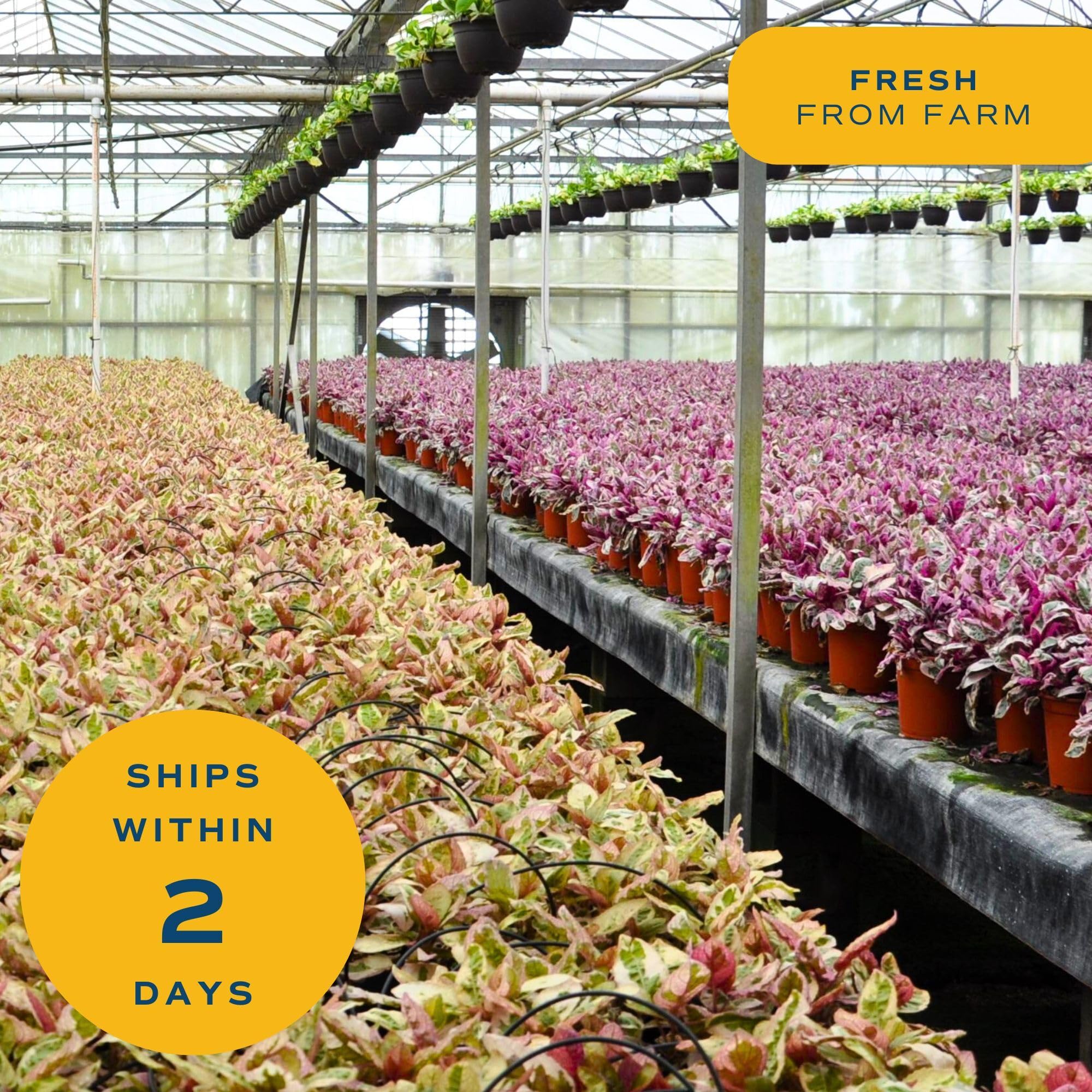 Costa Farms Birkin en escritorio de oficina mejorando ambiente y estética