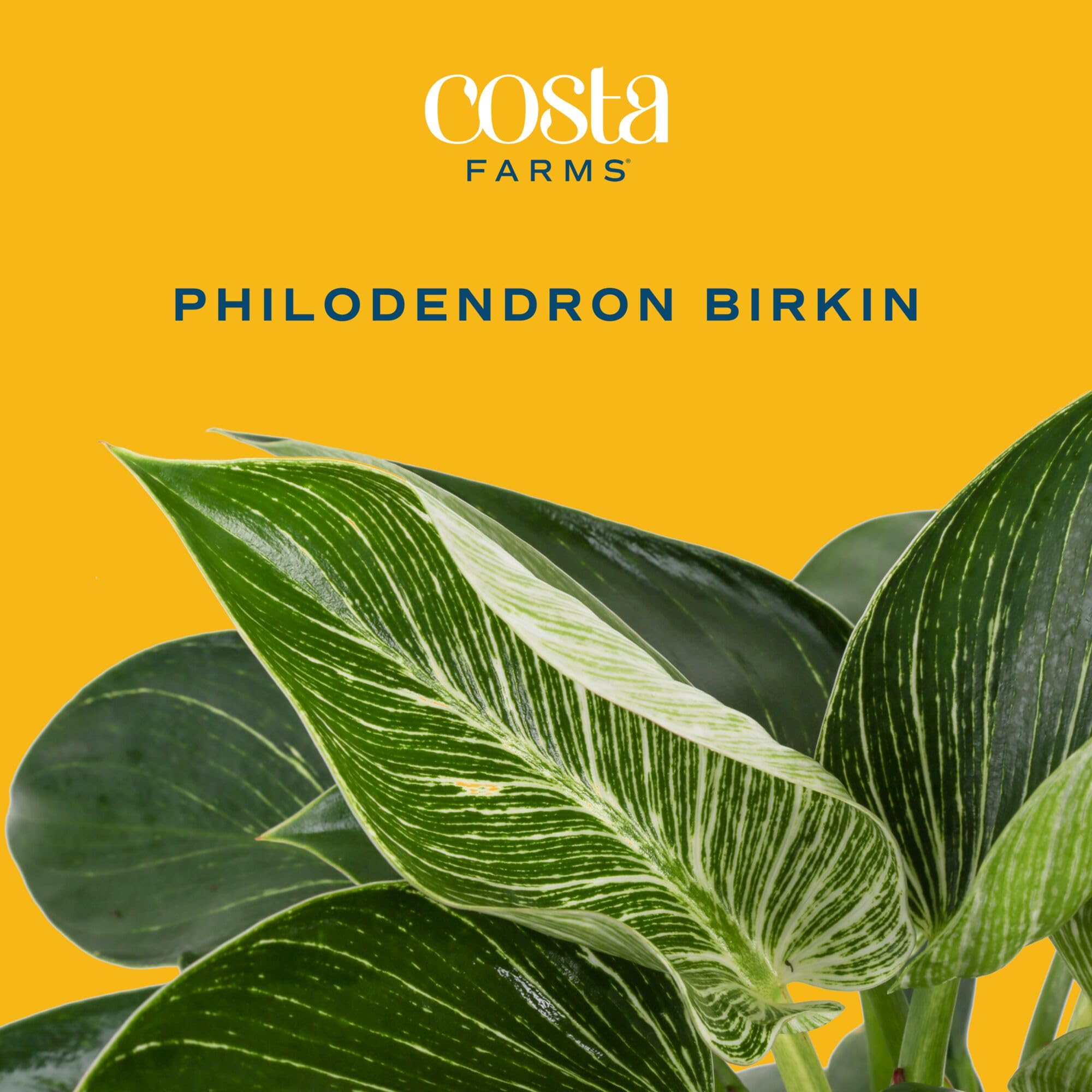 Costa Farms Birkin textura de hojas mostrando la variegación y atractivo visual