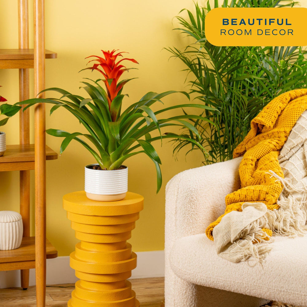 Costa Farms bromelia detalle de la bráctea colorida que atrae la mirada