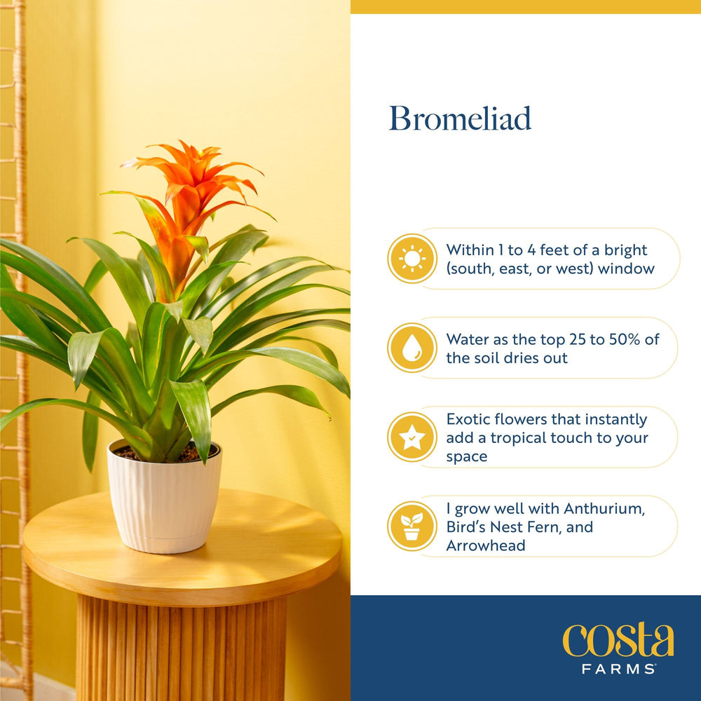 Costa Farms bromelia colocada en ventana con luz filtrada ideal