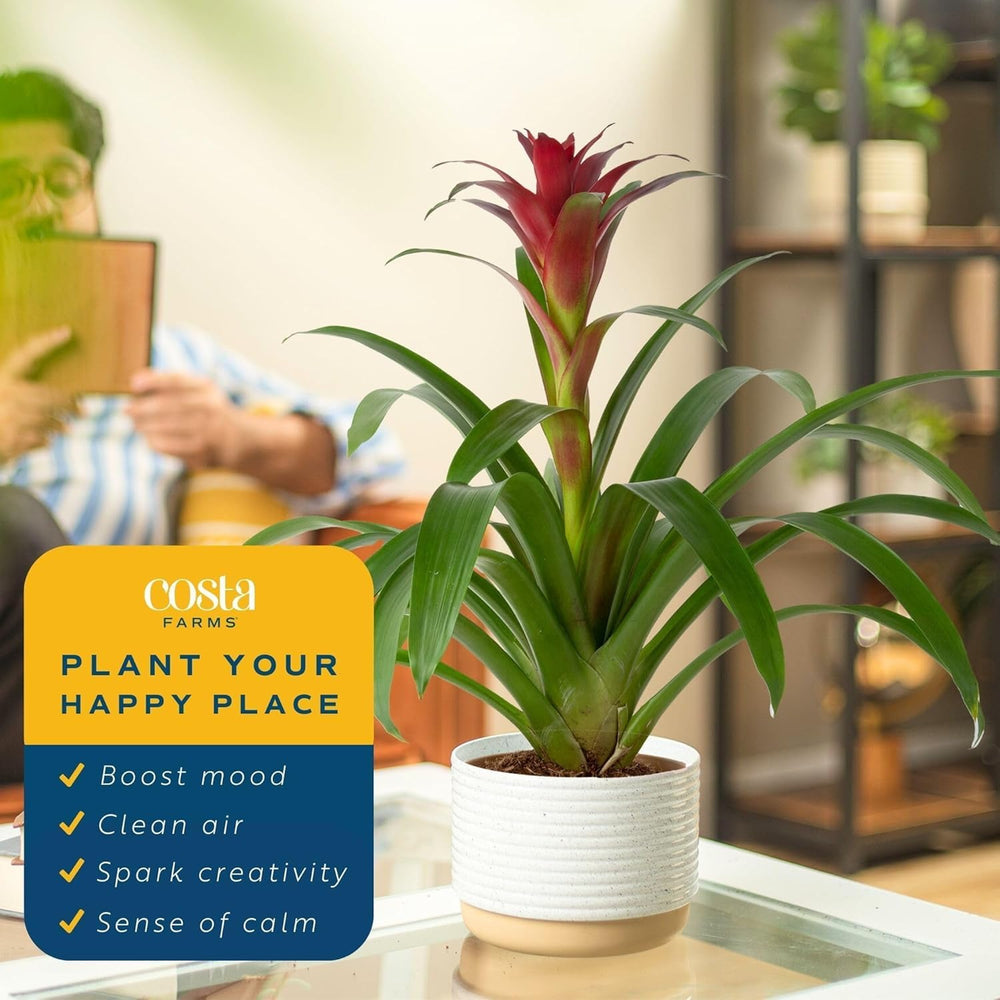 Costa Farms bromelia comparación de altura mostrando escala real