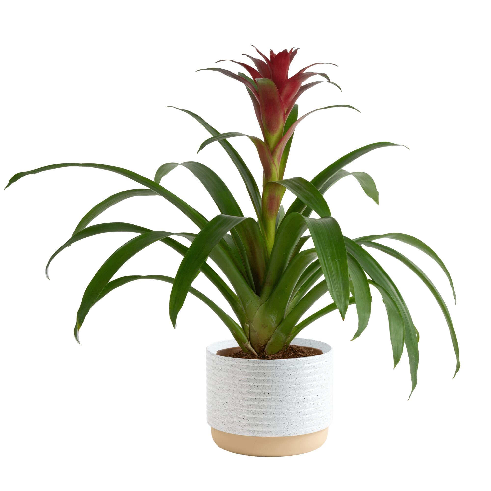 Costa Farms bromelia vista frontal con flor vibrante y decoración