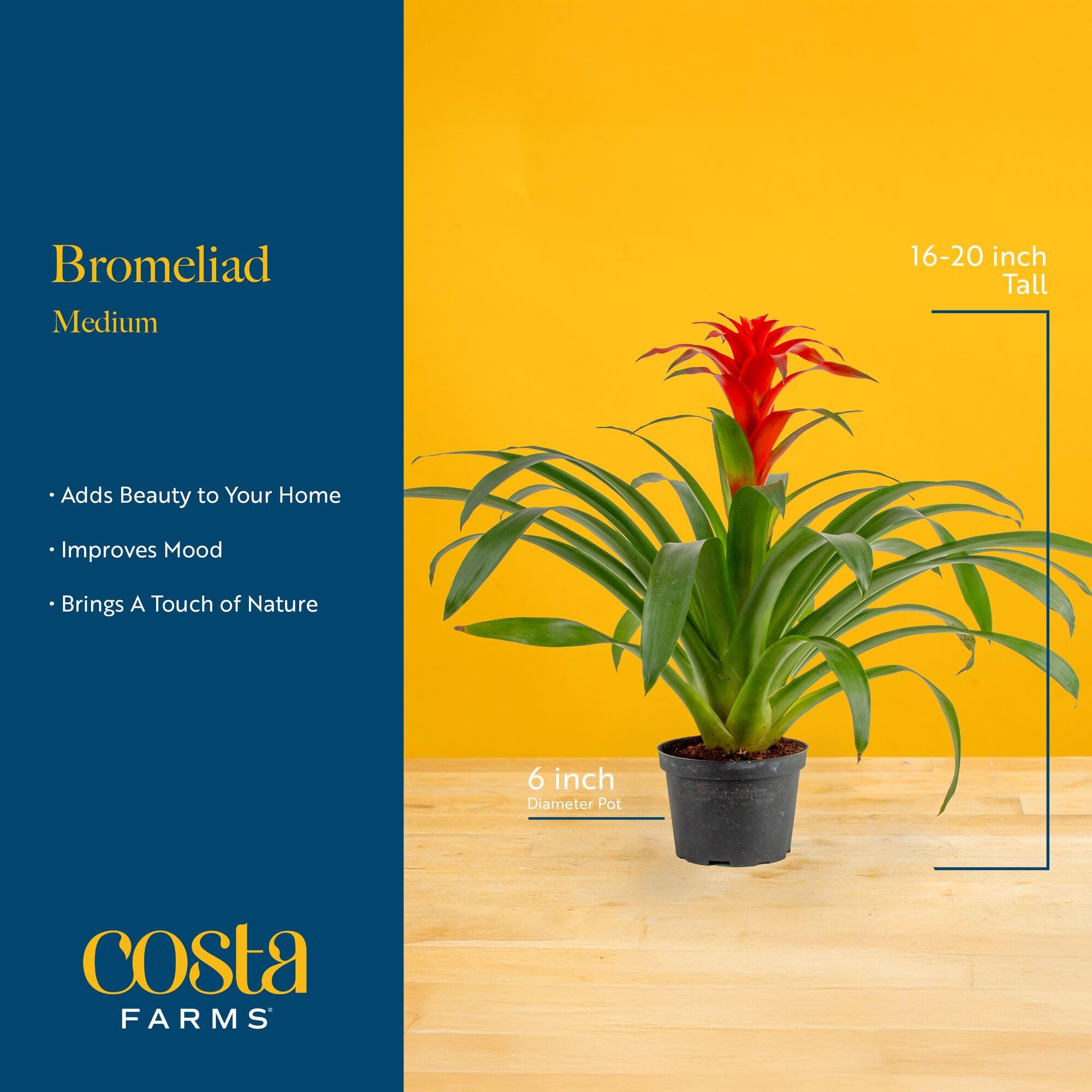 Costa Farms bromelia maceta decorativa reciclable lista para interior