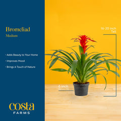Costa Farms bromelia maceta decorativa reciclable lista para interior