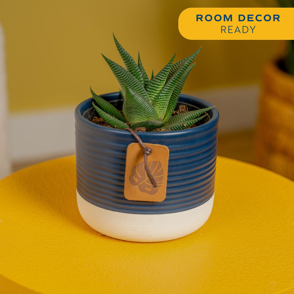 Costa Farms Haworthia primer plano de hojas rayadas, textura atractiva