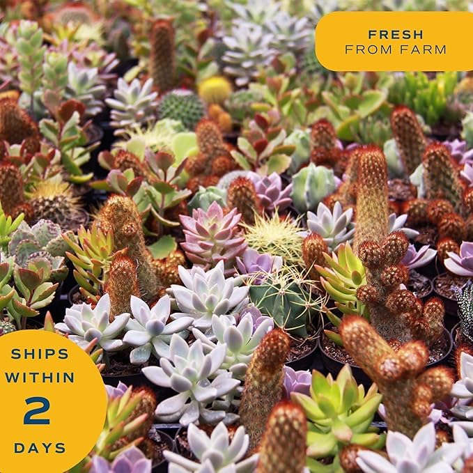 Costa Farms Haworthia en escritorio de oficina, mejora ambiente laboral