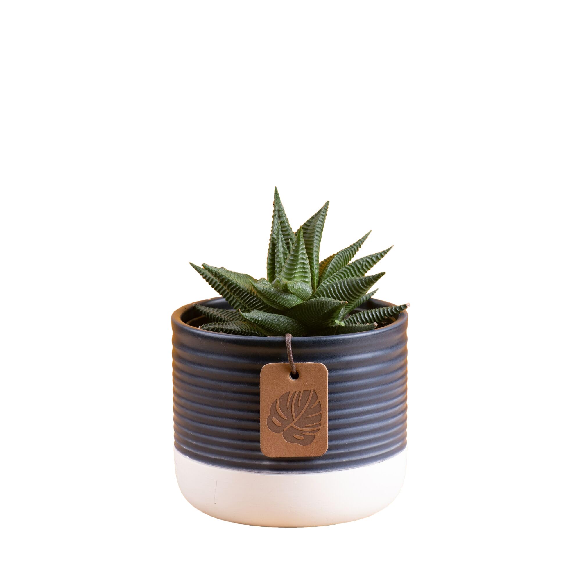 Costa Farms Haworthia frontal en maceta cerámica, decoración compacta
