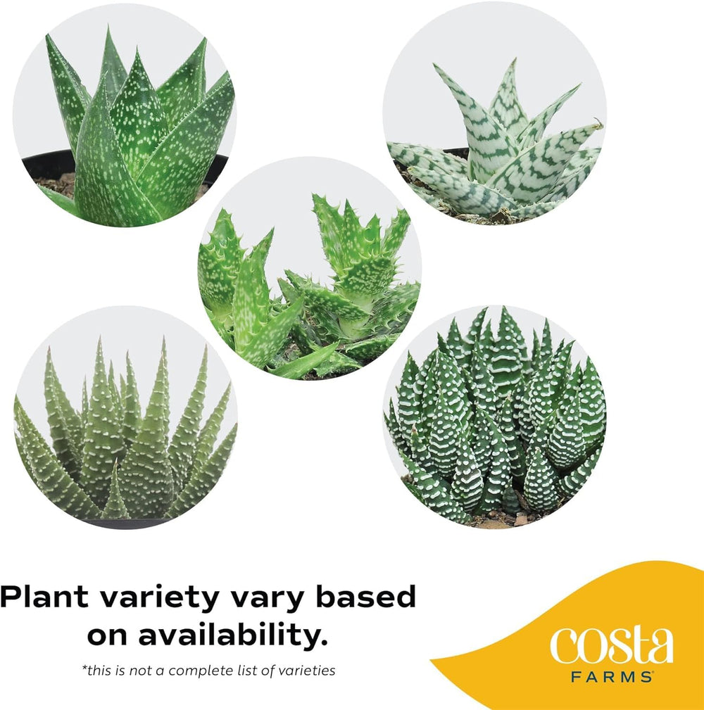 Costa Farms Haworthia piedras de río sobre sustrato, acabado limpio
