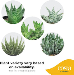 Costa Farms Haworthia piedras de río sobre sustrato, acabado limpio