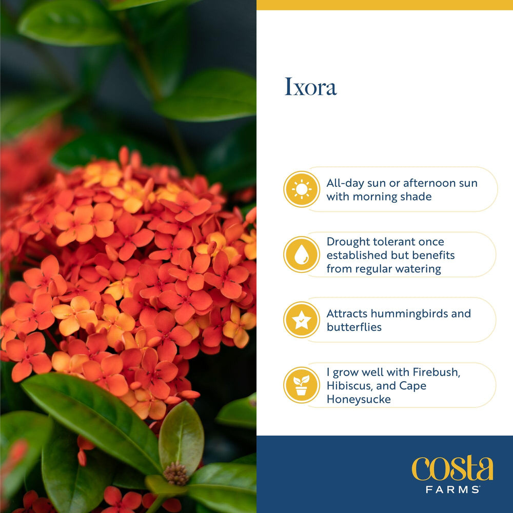 Costa Farms Ixora integrada en un patio soleado creando ambiente tropical