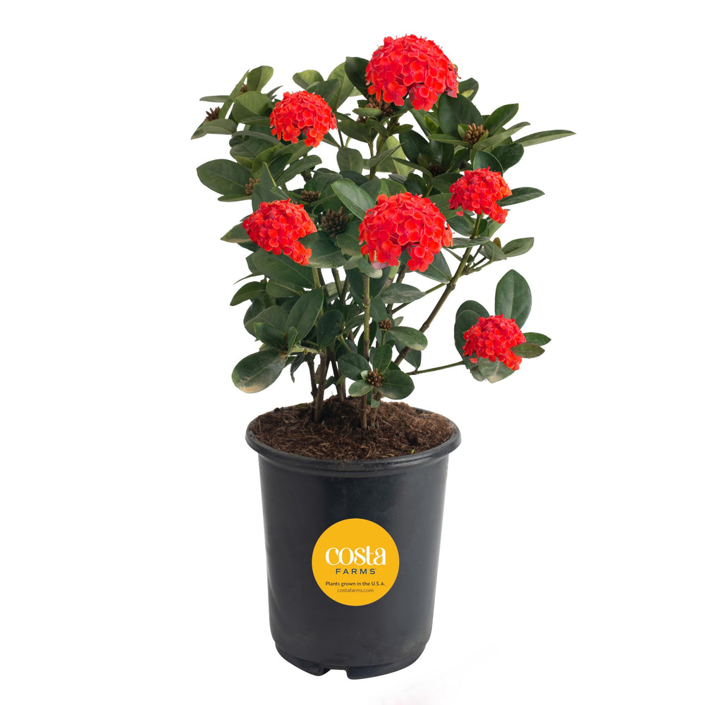 Costa Farms Ixora vista frontal con flores rojas para decoración exterior