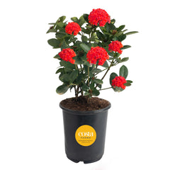 Costa Farms Ixora vista frontal con flores rojas para decoración exterior