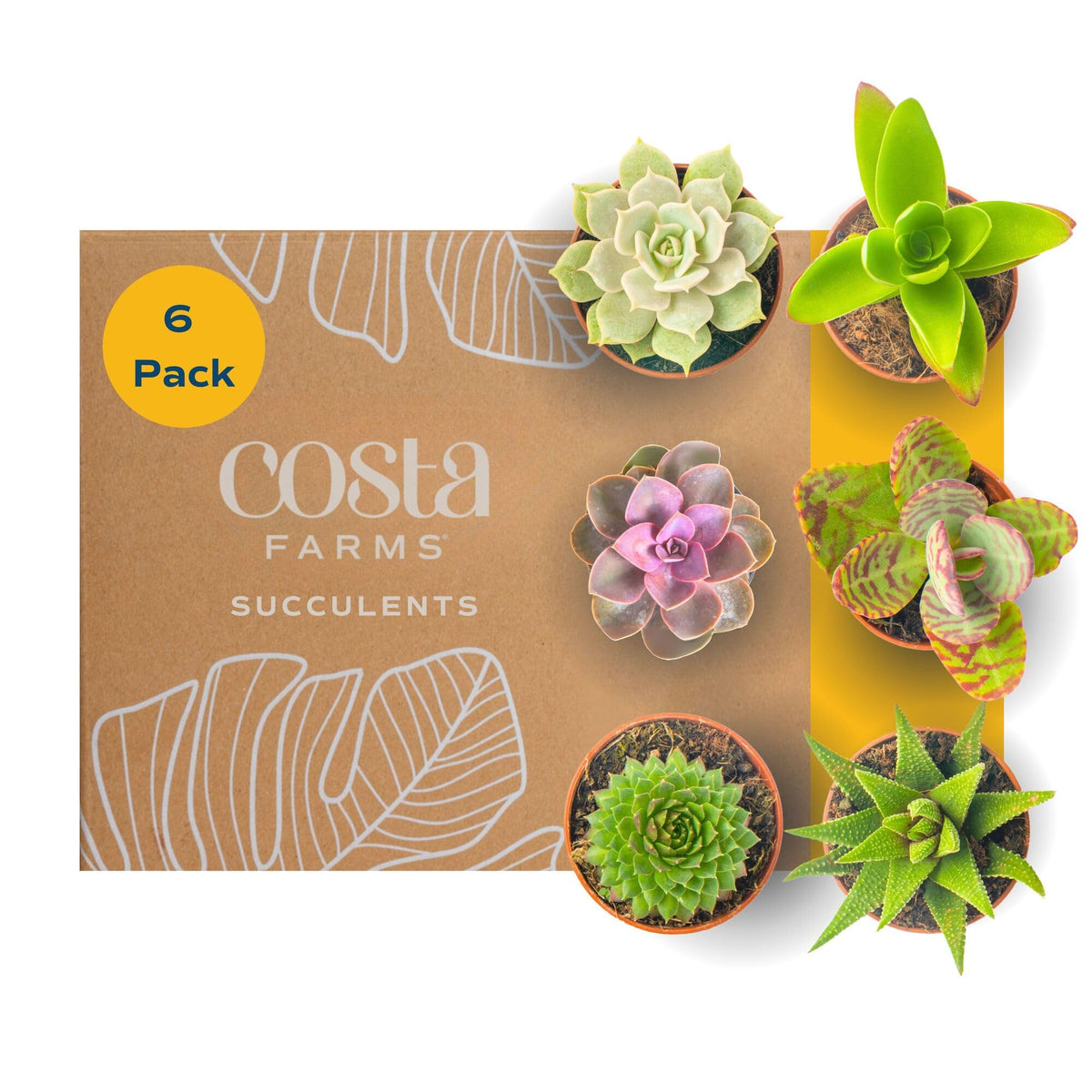 Costa Farms vista frontal del pack de seis suculentas, ideal para decorar