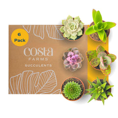 Costa Farms vista frontal del pack de seis suculentas, ideal para decorar