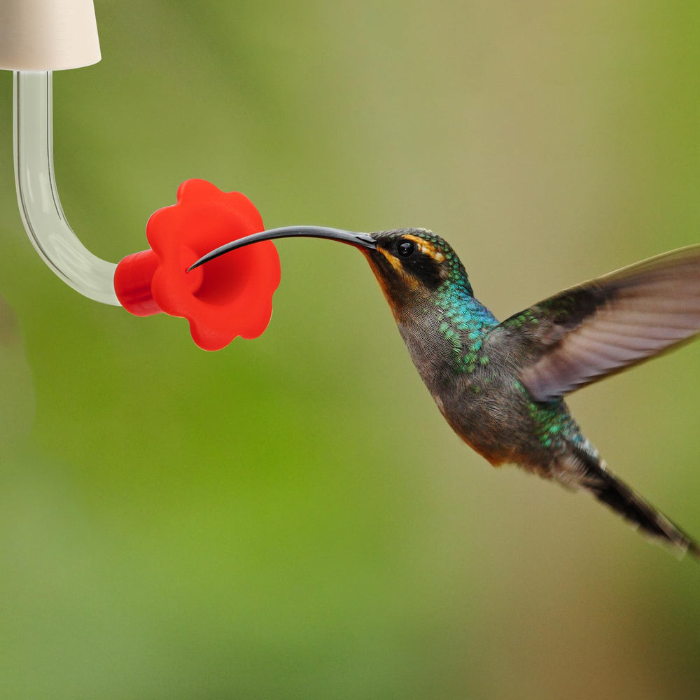 DECOHS bebedero en jardín con colibrí atraído por la punta roja