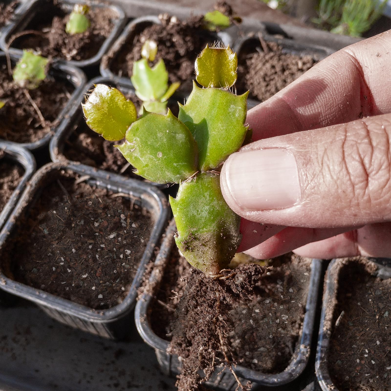 Doter mezcla en maceta en uso favorece crecimiento y floración
