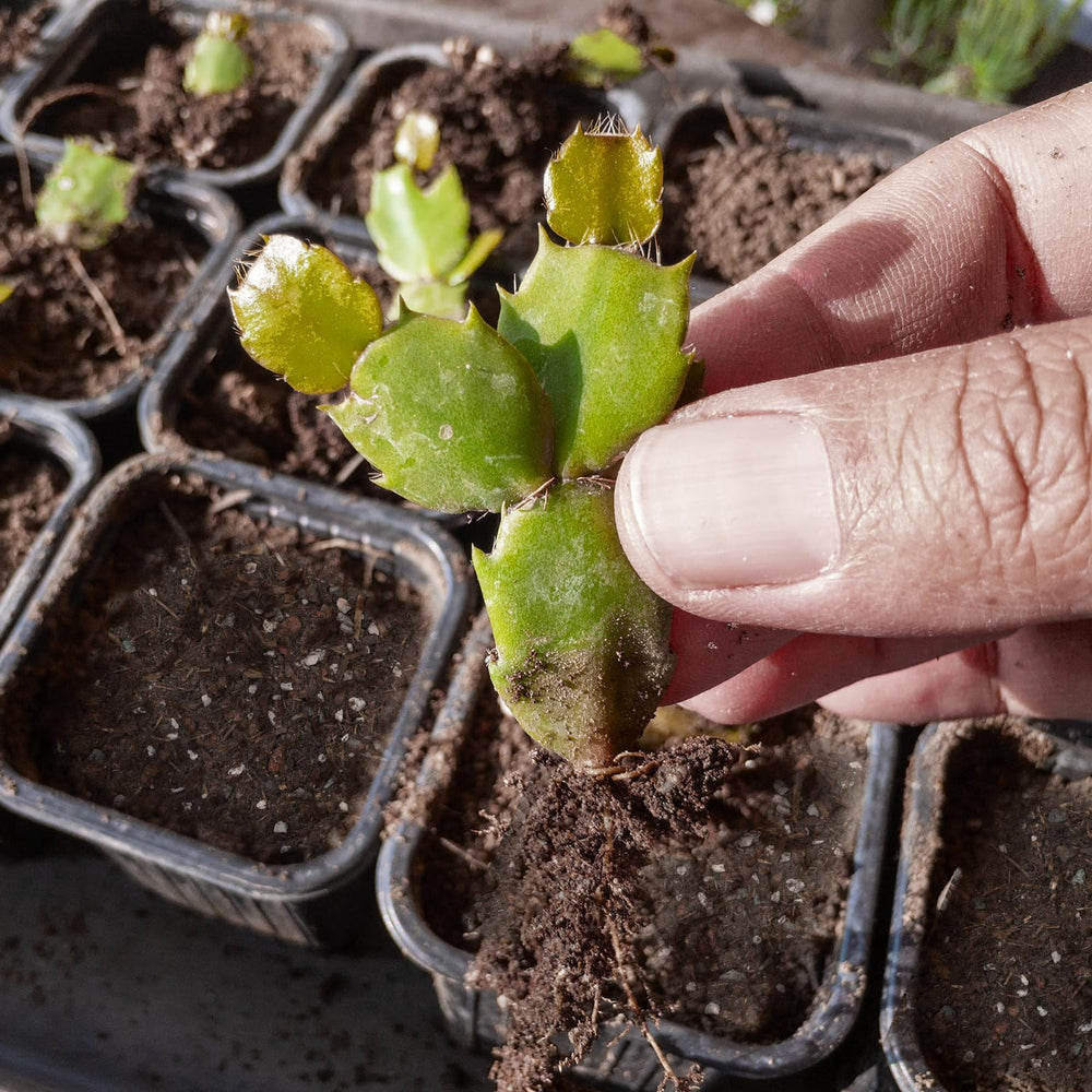 Doter mezcla en maceta en uso favorece crecimiento y floración