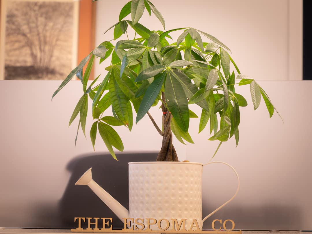 Plantas de interior saludables cerca de una ventana con Espoma para ambiente cuidado