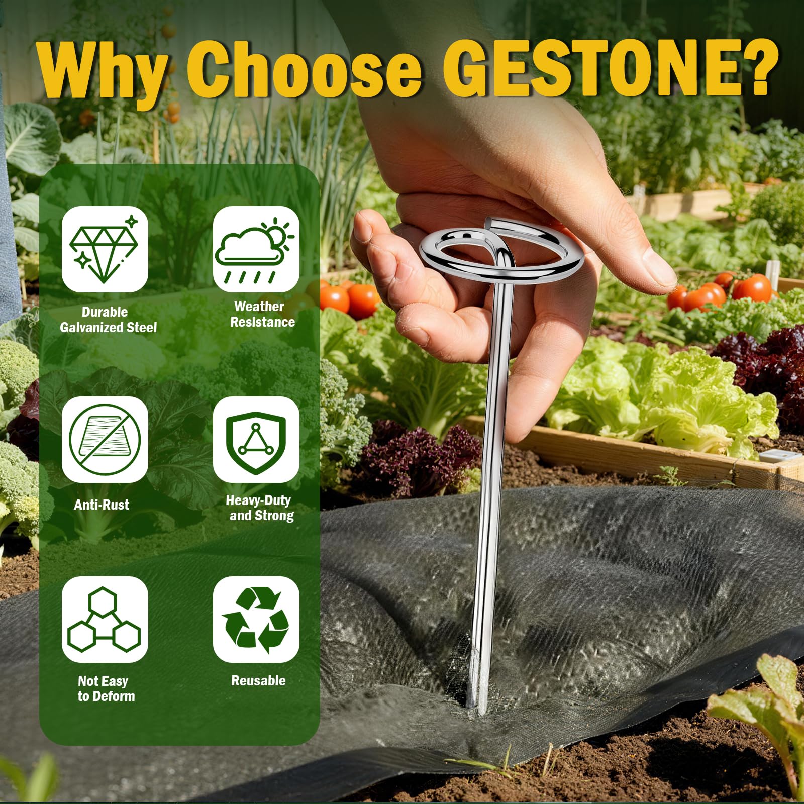 GESTONE mano sosteniendo varias grapas 6 pulgadas para mostrar escala y cantidad