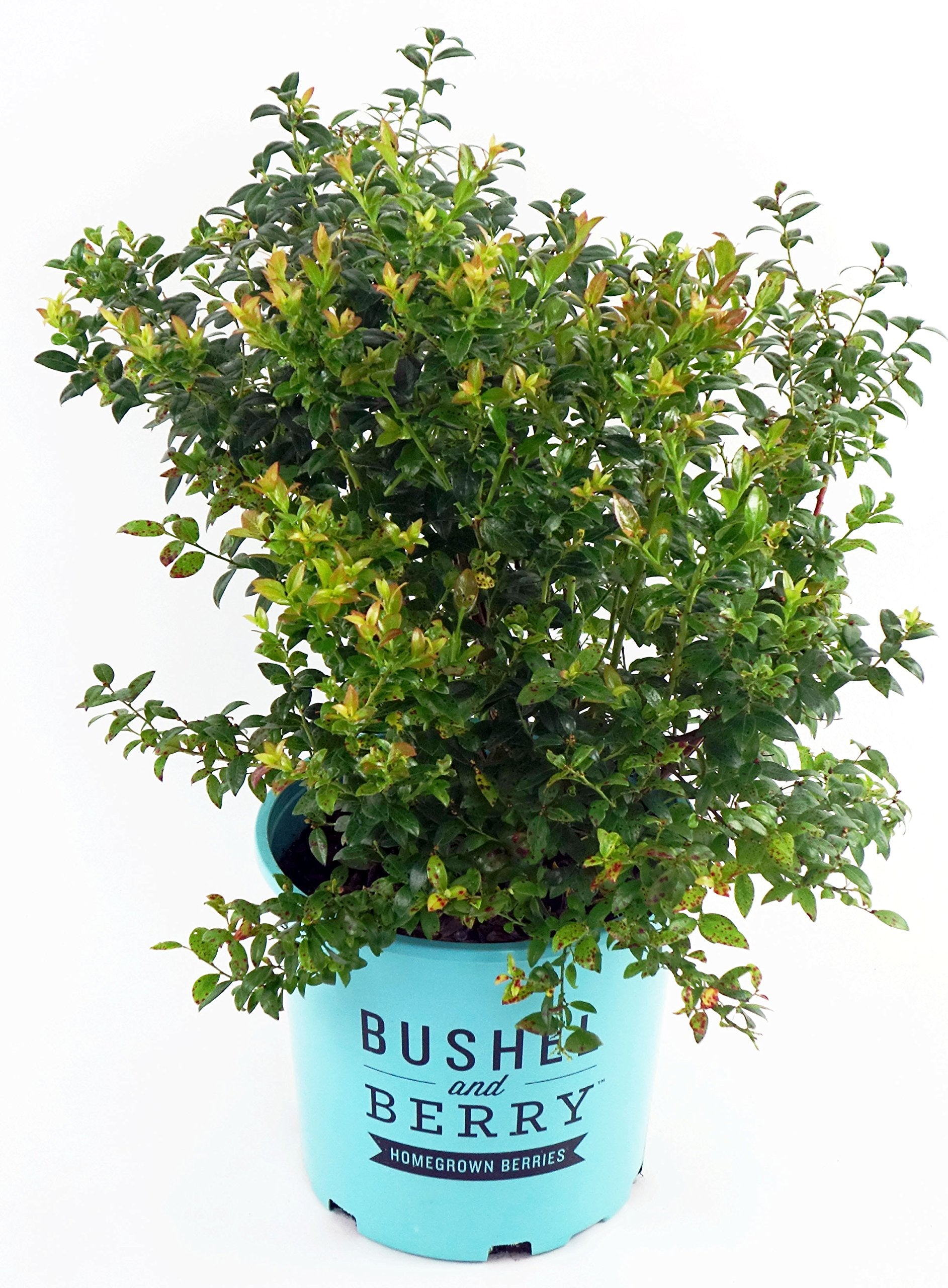 Green Promise Farms arándano Blueberry Glaze frente en contenedor #2 listo para plantar