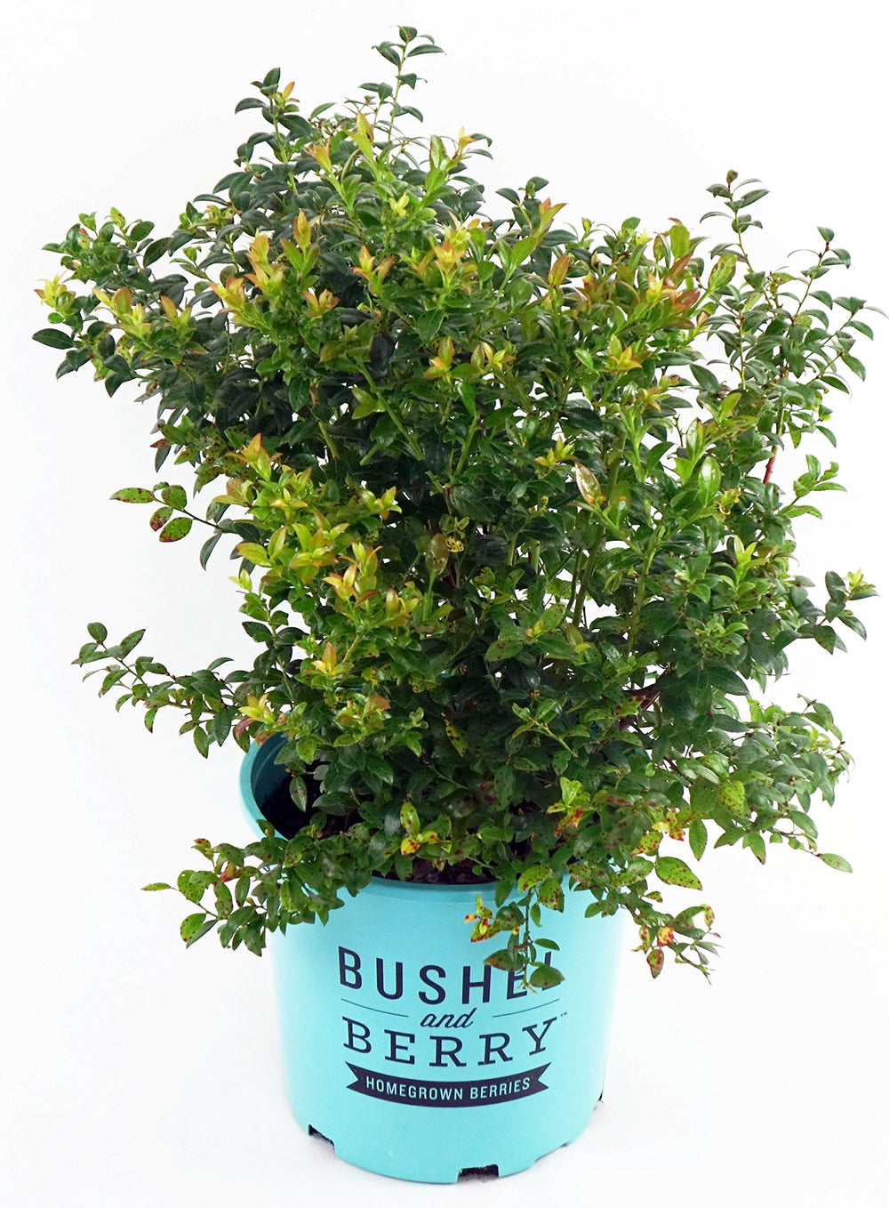 Green Promise Farms arándano Blueberry Glaze frente en contenedor #2 listo para plantar