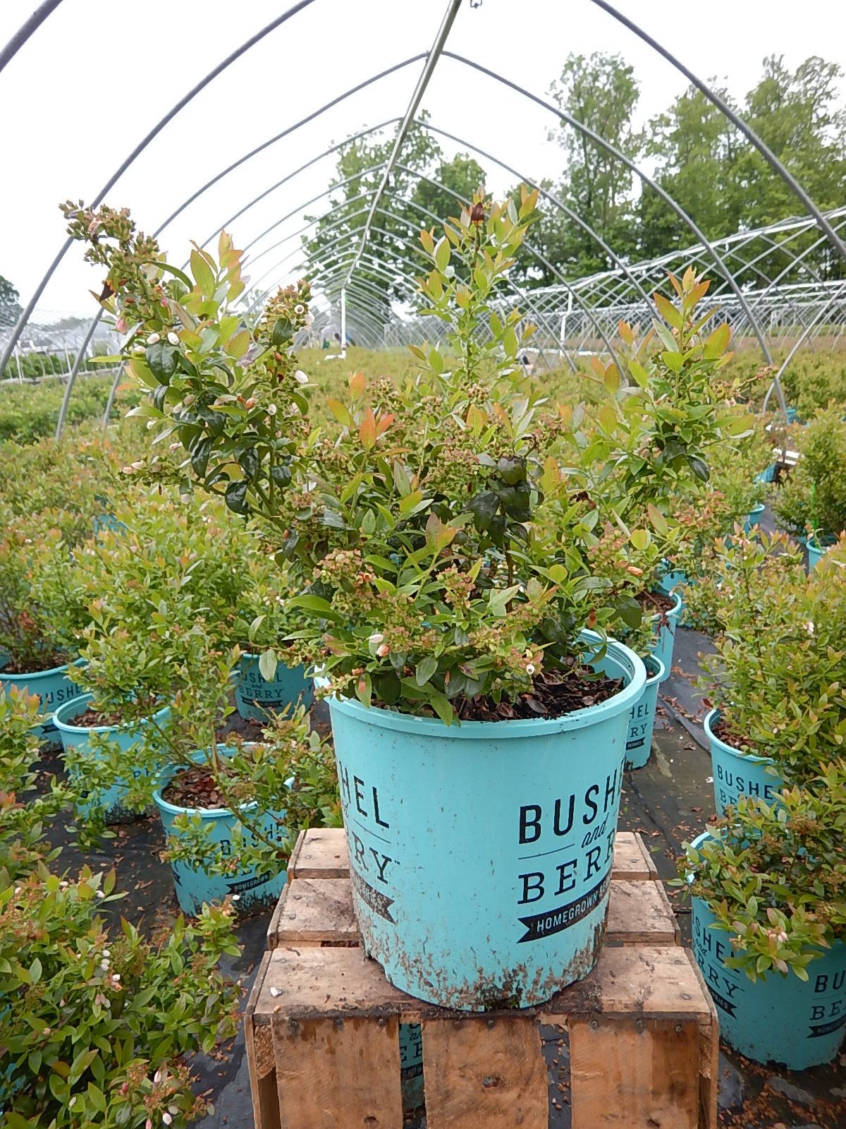 Green Promise Farms detalle de hojas brillantes mostrando textura y valor ornamental