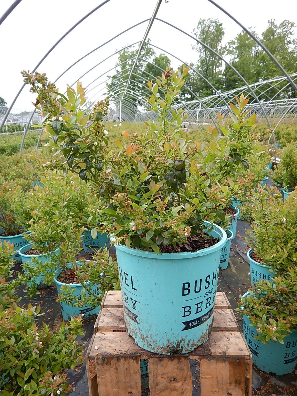 Green Promise Farms detalle de hojas brillantes mostrando textura y valor ornamental