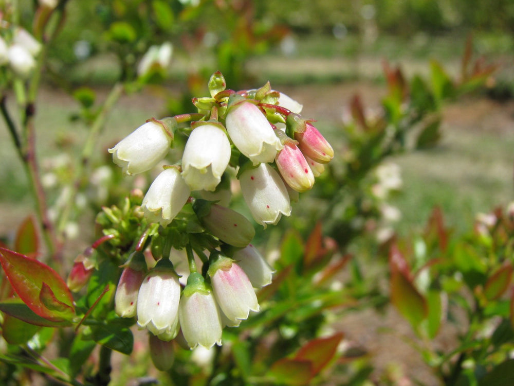 Green Promise Farms racimos de bayas oscuras y pequeñas con sabor intenso