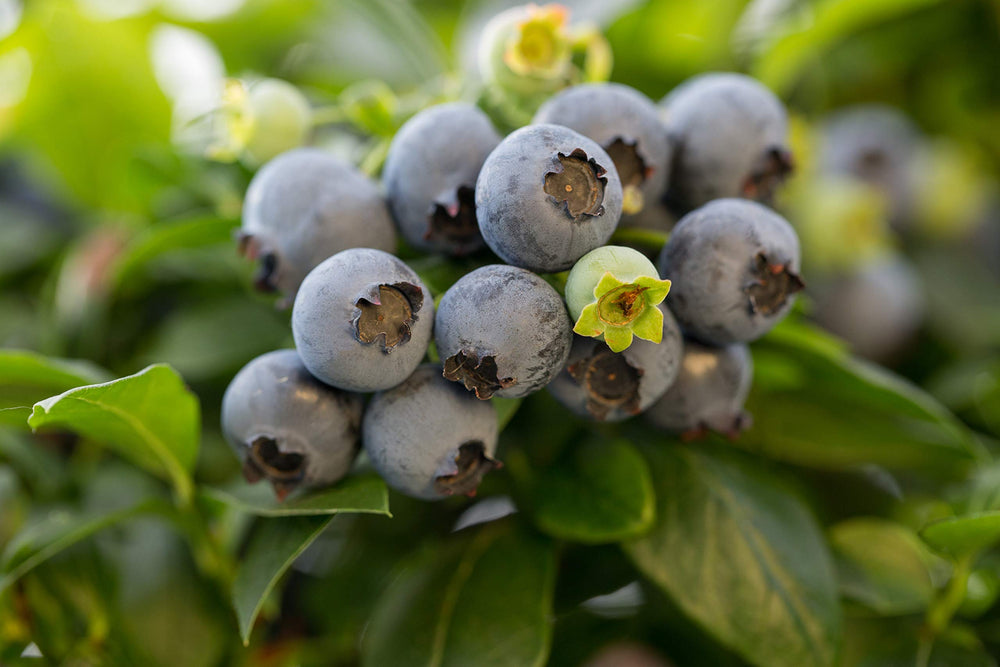 Green Promise Farms comparación de tamaño en maceta para espacios pequeños