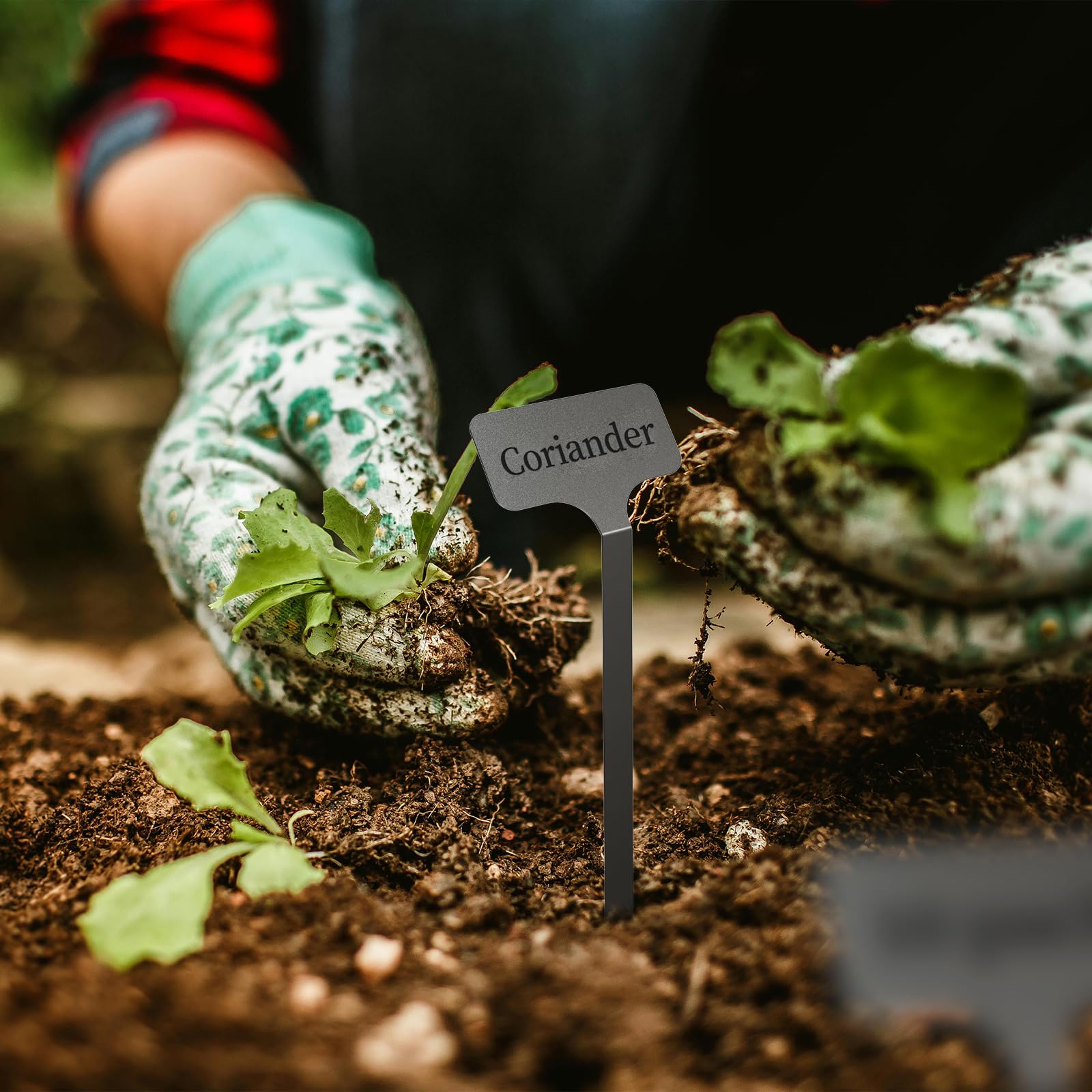 KNLLFolan caja con 20 unidades y rotulador listo para jardinería