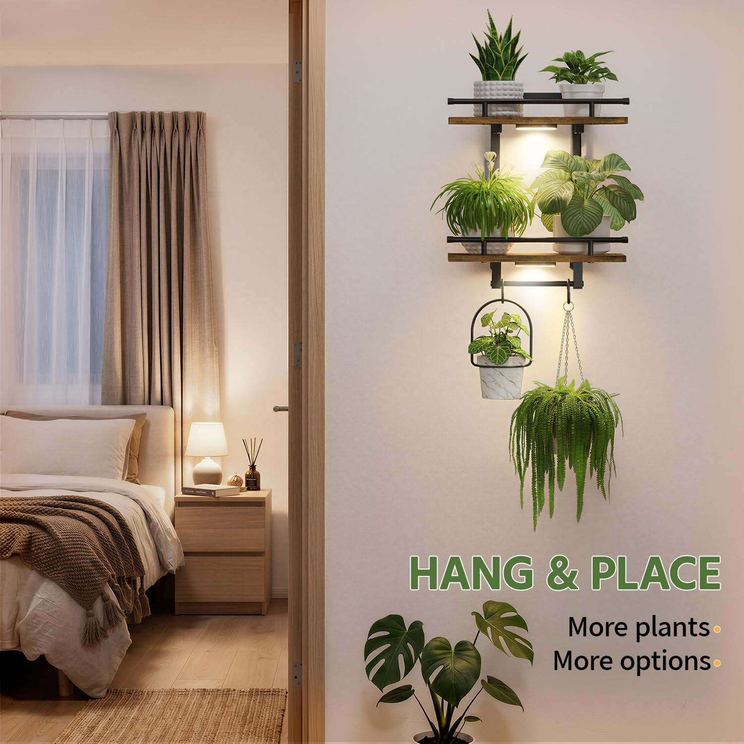 LASZOLA comparación de escala con una planta grande, medida clara