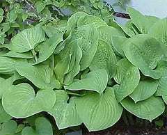 Marde Ross Hosta August Moon plantada en cama de jardín aportando verde denso
