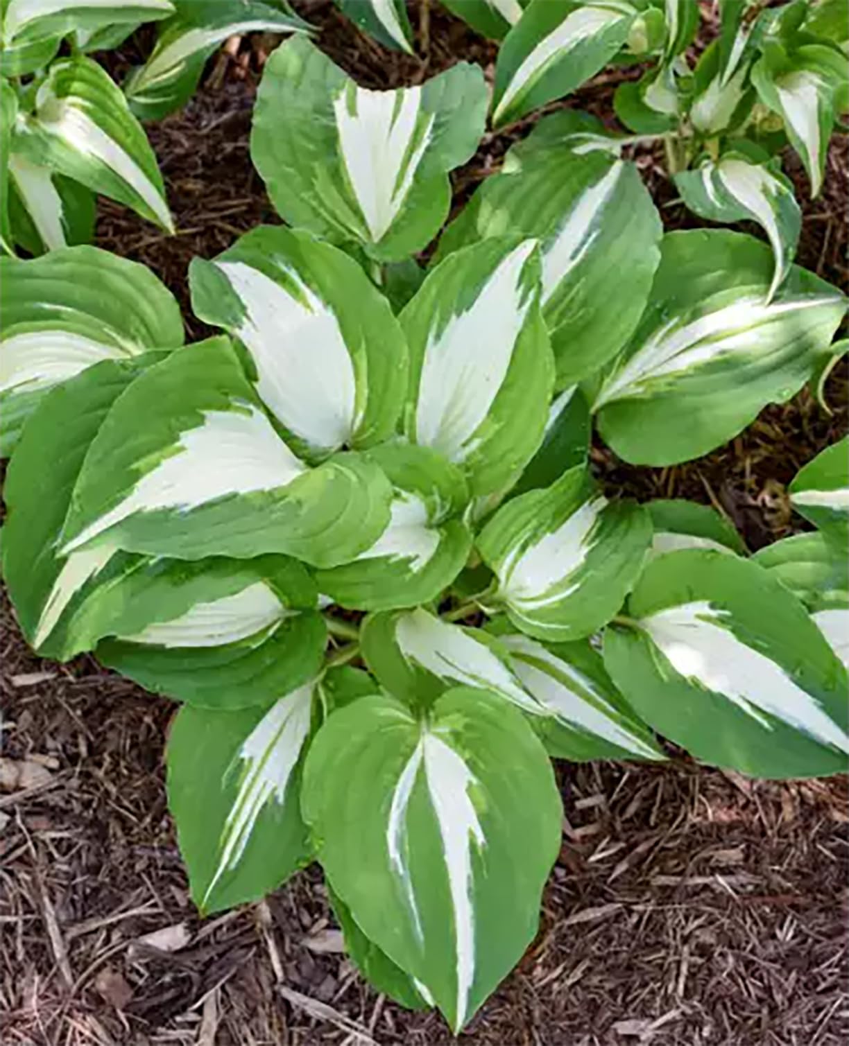 Marde Ross Hosta August Moon etiqueta en maceta con información y beneficios
