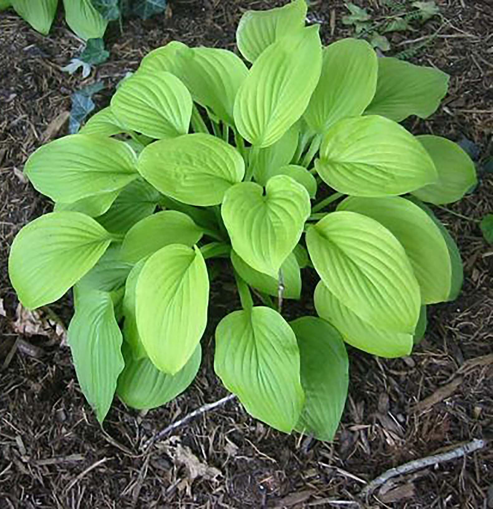 Marde Ross Hosta August Moon vista frontal mostrando follaje exuberante y cobertura
