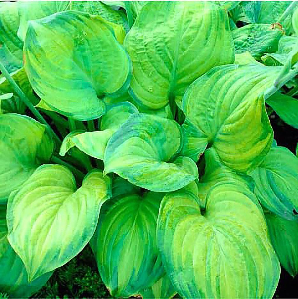 Marde Ross Hosta August Moon primer plano de hoja mostrando textura y salud