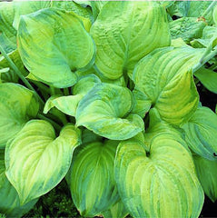 Marde Ross Hosta August Moon primer plano de hoja mostrando textura y salud
