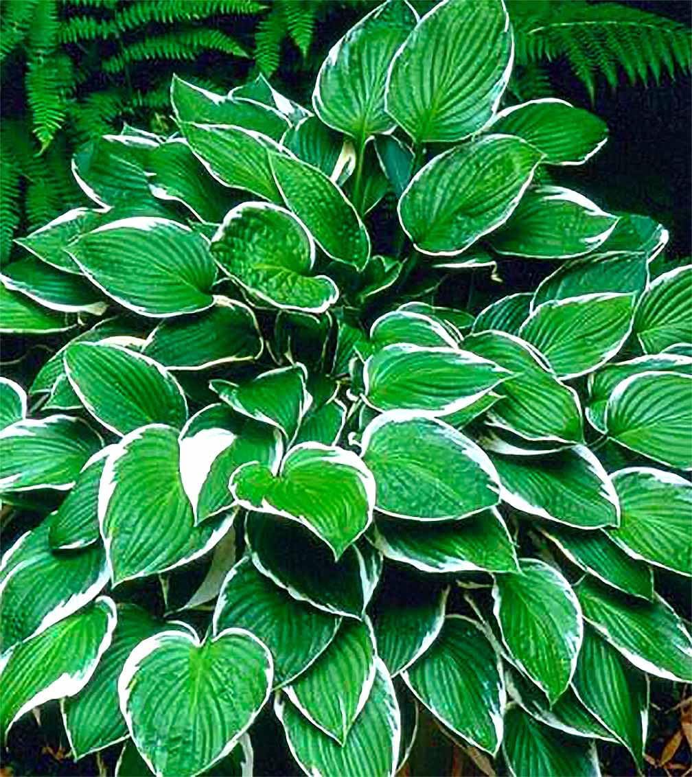 Marde Ross Hosta August Moon instalada en sendero sombreado creando borde verde