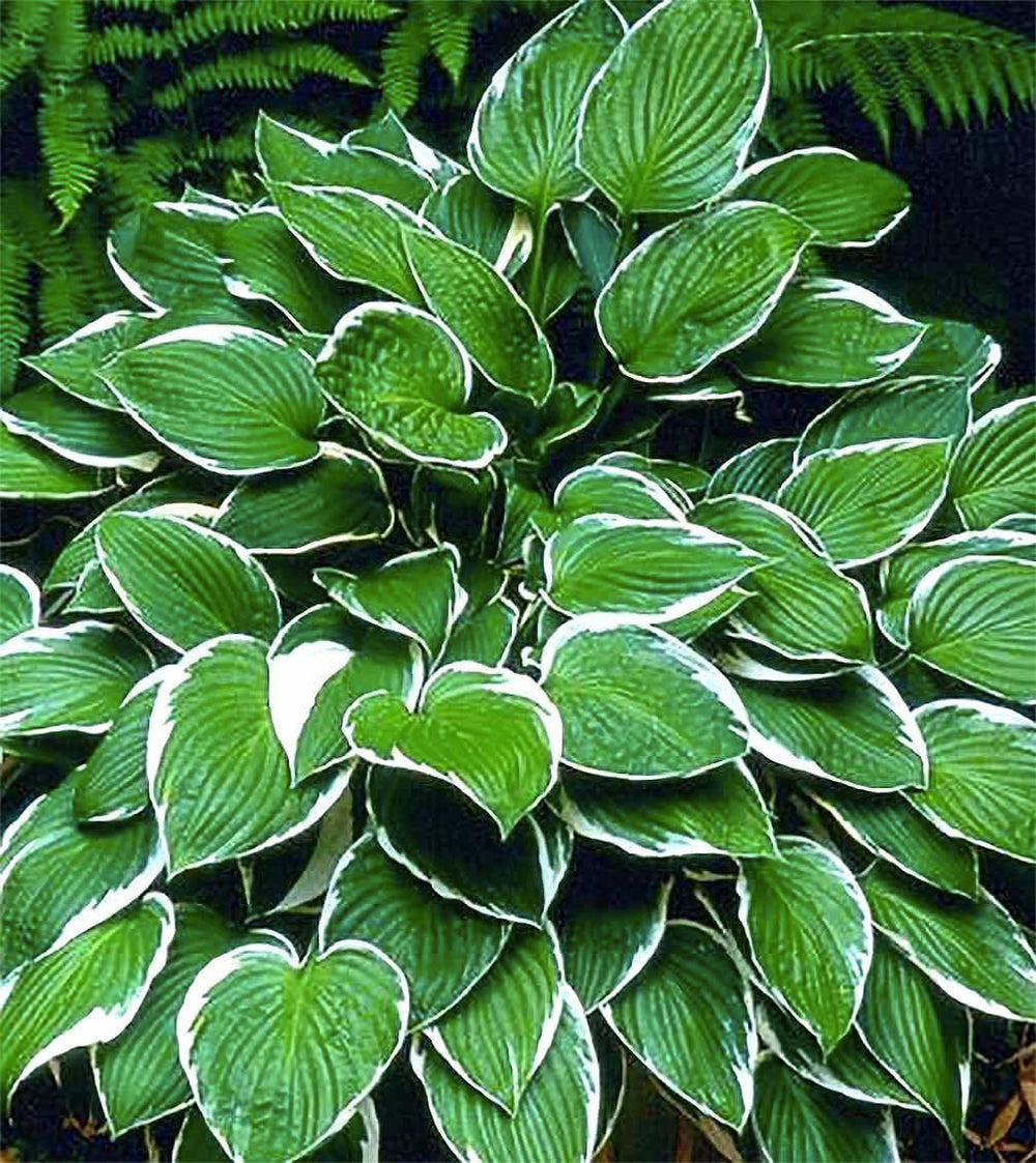 Marde Ross Hosta August Moon instalada en sendero sombreado creando borde verde