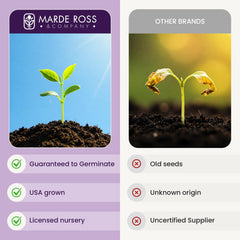 Marde Ross & Company racimo de tomates Bonny Best jugosos listos para cosecha