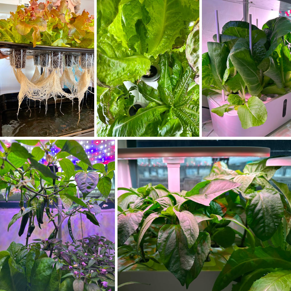 MEYCEMT esponja instalada en AeroGarden asegurando buen ajuste y riego