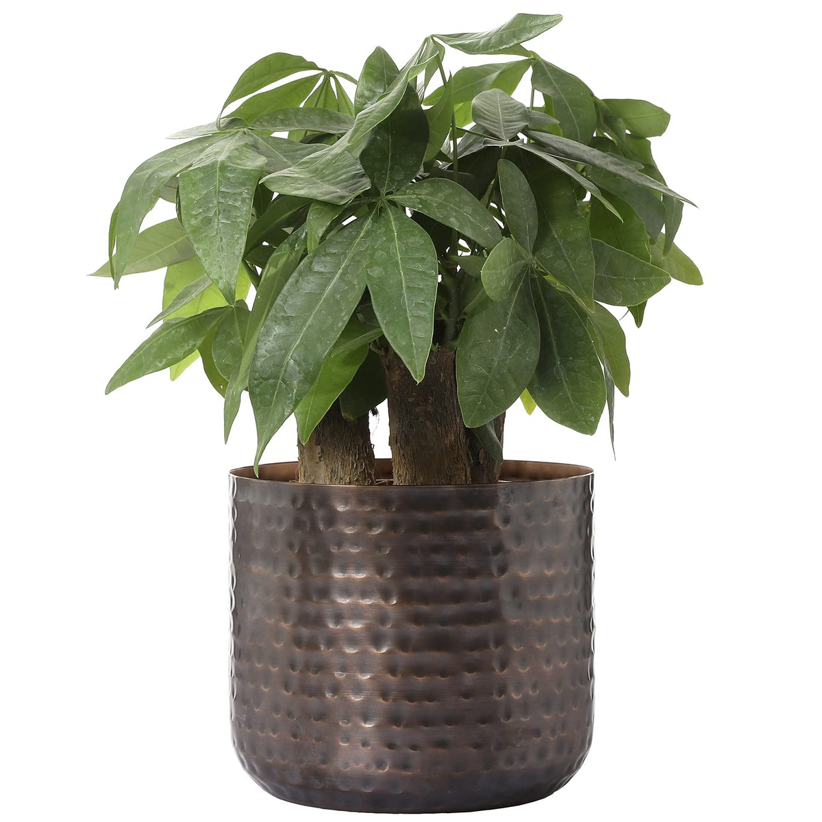 MyGift maceta frontal cobre muestra acabado elegante